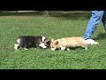 Sidney-Wendy Puppies - The Girls