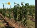Kondyufrut - innovators in Bulgarian fruit growing
