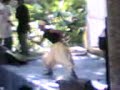 Moyna. Poyla Boishakh. CU 11112008