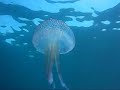 Vidéo sous-marine en apnée