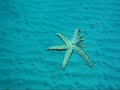 Vidéo sous-marine en apnée