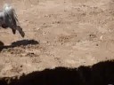Shelby playing on beach with pups