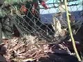 Pêche aux crabes 1Lg_Prog.mp4