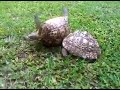 Hero Turtle Rescues Upside Down Turtle