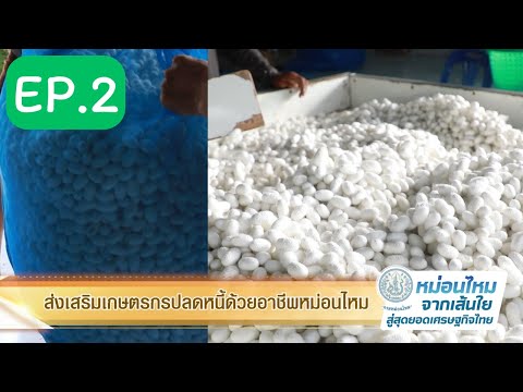 กรมหม่อนไหม มุกดาหาร EP2 ส่งเสริมเกษตรกรปลดหนี้ด้วยอาชีพหม่อนไหม