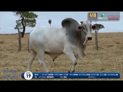 2 DE OLHO NA FAZENDA NELORE BIRIGUI