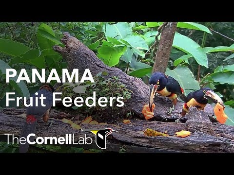 Live-Cam: Vgel u.a. Tiere bei der Panama Fruit Feeder  ...