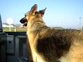 Our Dogs Joy ride at the back of Pickup Truck