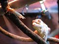 Chameleon Furcifer Pardalis eating a locust Chameleon Furcifer Pardalis eating a locust