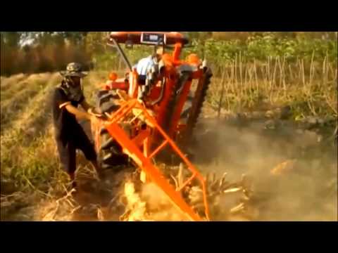 how to harvest tapioca