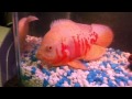 Oscar fish help?