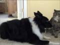 videos de badass kitty