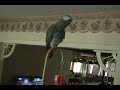 Another Talking Animal Another Talking Animal