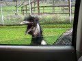 Emu obssesion Emu obssesion