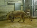 Lion playing