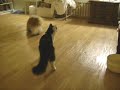 Hai-lung-the playful peke