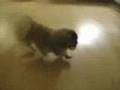 Hai-lung-the playful peke
