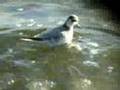 videos de Grey Phalarope