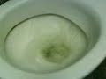 wiwaldi sracz wiwaldi sracz