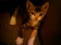 this is one of  hundred clips  of my crazy cats.