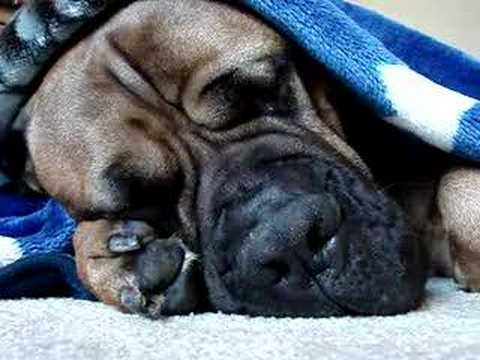 bullmastiff