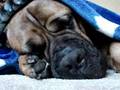 Bullmastiff Ajay Snoring
