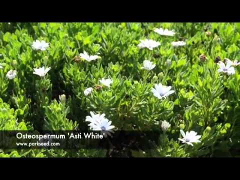 how to harvest osteospermum seeds