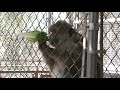 Barbary Apes