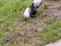 LG KC550 - Sparrows and Pigeon