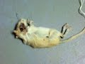 compania maltrata animales que vende