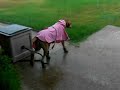 Lola Ridgeback Portland Texas
