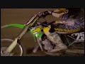 Crusty demons fmx and motocross/supercross racing & crashes