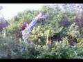 blueberry picking blueberry picking