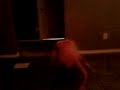 5 yr old doing the booty bounce