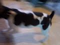 Dogbook Movie: RB loves balls! Dogbook Movie: RB loves balls!