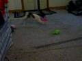 Dogbook Movie: RB loves balls!
