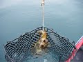 ティップランでの釣れ方？