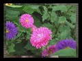 Odilo Baierle-Flores de maio(Galpão-Deon)