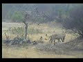 9.25.07 5.30am Lions and Hyena confront with lodge cleaner t 9.25.07 5.30am Lions and Hyena confront with lodge cleaner t