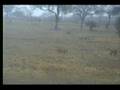 9.25.07 5.30am Lions and Hyena confront with lodge cleaner t