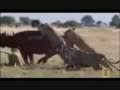 videos de The Ultimate Predators