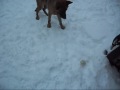 Lexa in the snow
