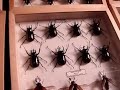 LA Bug Fair \ LA Bug Fair \