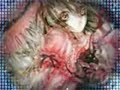 vampire knight-unfaithful
