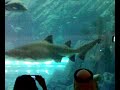 dubai mall aquarium 1