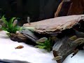 Tropheus bemba and murago Tropheus bemba and murago