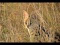 Servals Tribute
