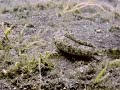 Orange and Black Dragonet Walking Around