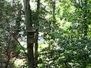 tufted titmouse feeds her family