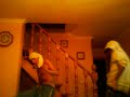Besollita FS